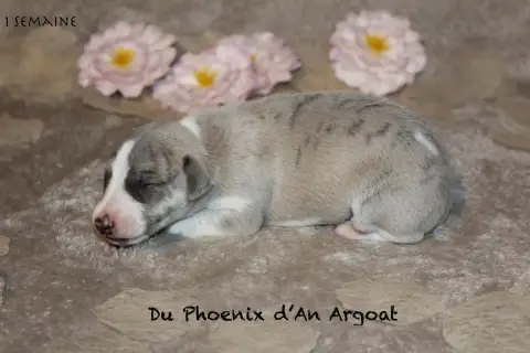 Whippet  Berlec Du Phoenix D'An Argoat