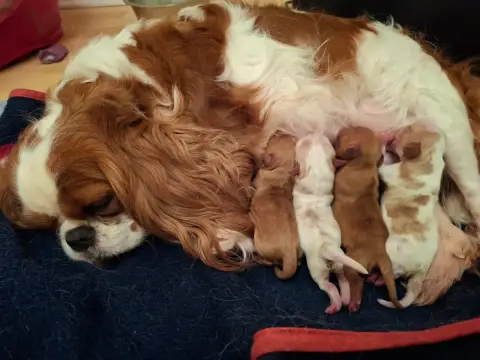 Cavalier King Charles Spaniel  Chiot N°2 De L'Elite D 9f2ee