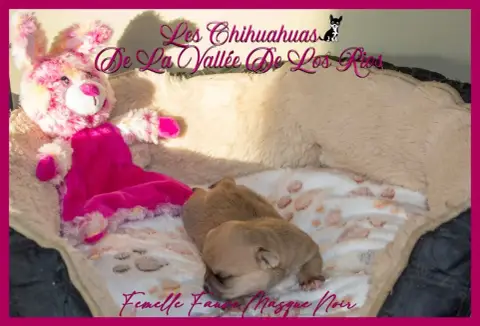 Chihuahua