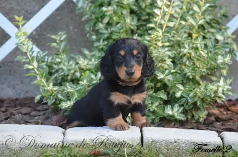 Teckel Poil Long  Chiot N°2 Du Domaine De Roujus photo 2