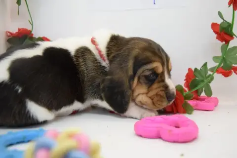 Basset Hound  Bonnie Des Contrées Alpines photo 2