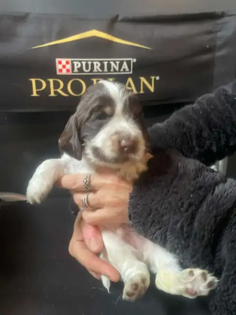 Cocker Spaniel Anglais  Chiot N°3 Des Joyaux Du Petit ec5c4 photo 2