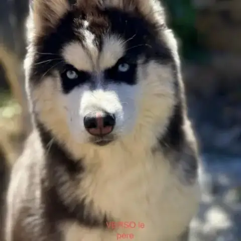 Vends Chiots Husky De Siberie Lof