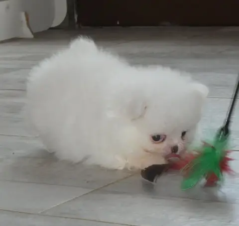 Spitz Allemand  Belle Des Ptits Dragons De Cupidon photo 3