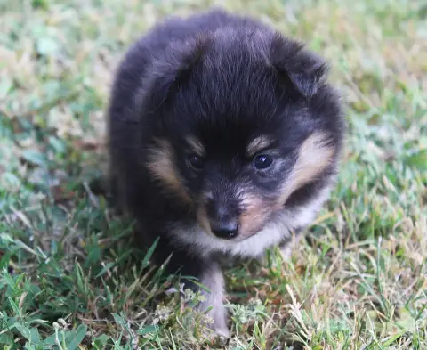 Shetland Sheepdog  Chiot N°2 Du Royaume D'Angélique 2ef03 photo 3