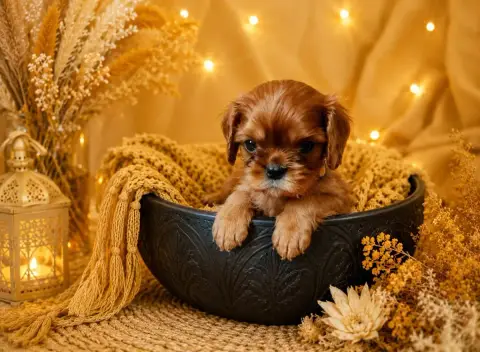 Cavalier King Charles Spaniel  Bloom Du Soleil D'Eden 867f7