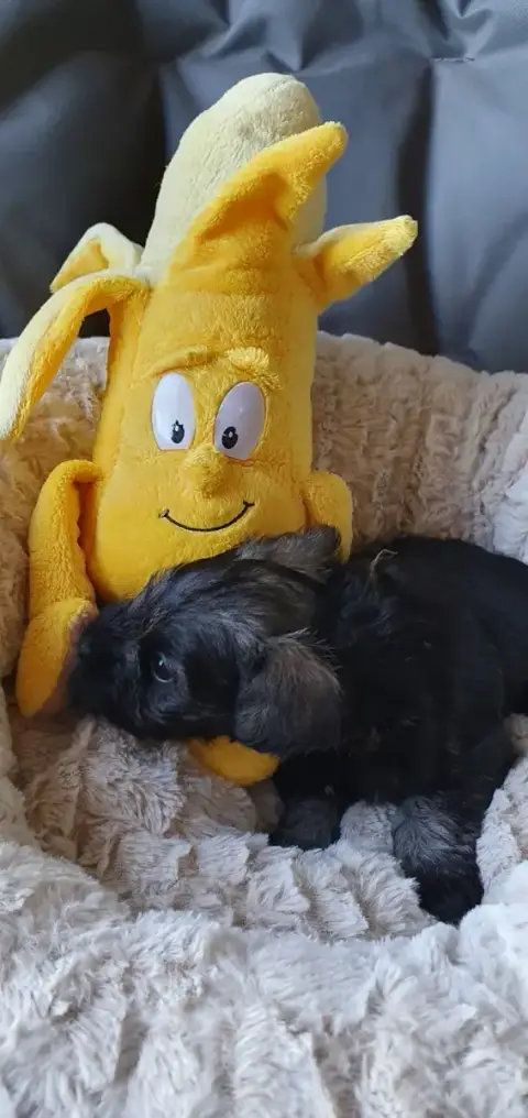 Schnauzer Miniature  Mellan Ps Alison'S Apple Pie Mel fc9b2 photo 3