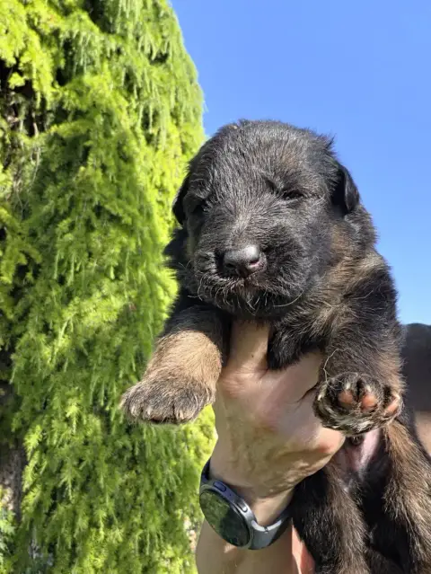 Berger Allemand Poil Long  Chiot N°2 De La Taverniere 152a2