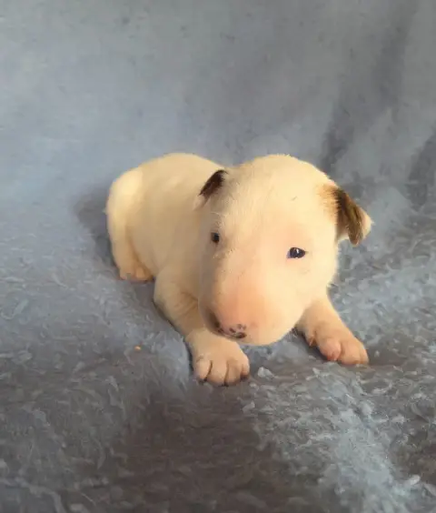 Bull Terrier  Chiot 7 By The Wall photo 2