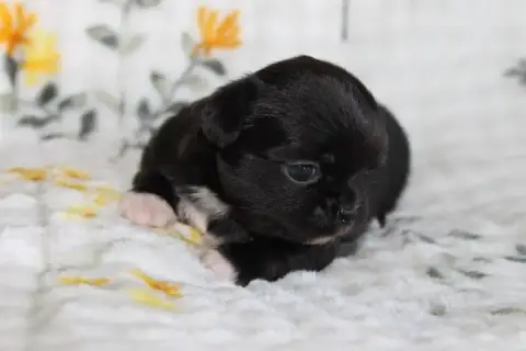 Chihuahua  Chiot N°1 Des Joyaux De La Sambre photo 3