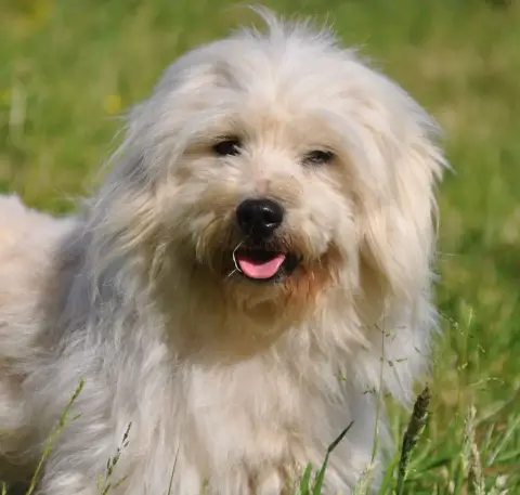 Coton De Tulear  Ballerine Des Filles De L'Etang photo 2