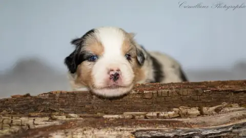 Berger Américain Miniature  Chiot N°6 Des Quatre Vent 2be3a