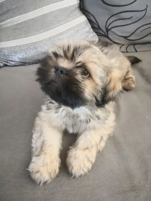 Lhassa Apso  Bello A Pazzia D'Aurelia