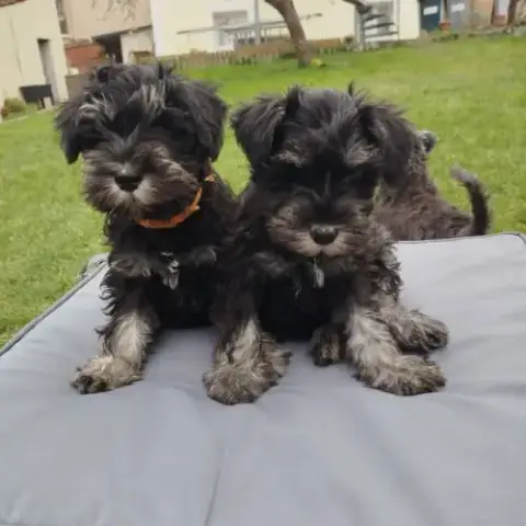 Schnauzer Nain