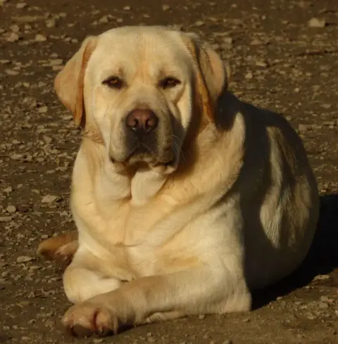 Labrador Retriever  Chiot 1 Des Douceurs De Plume photo 3