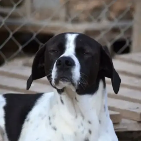 À L’Adoption – Zuri, Pointer Mâle  Adorable