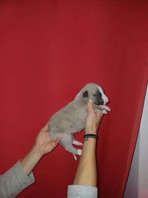 Whippet  Bilbo De Lev'Horse photo 2