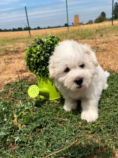 Coton De Tulear 
                        Basilio De J b1513 photo 2