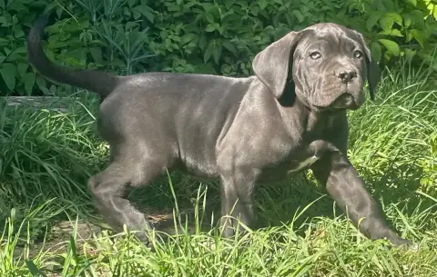 Cane Corso  Brucera Des Lares De L'Aurévière photo 3