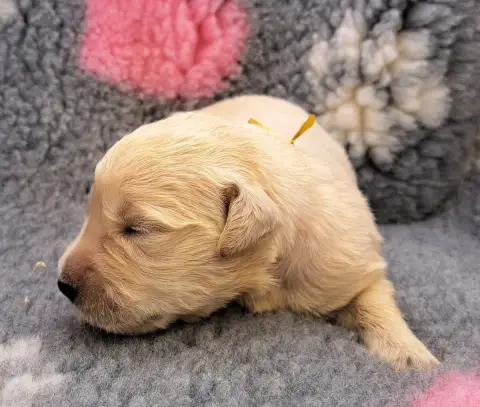 Golden Retriever  Boulette photo 3