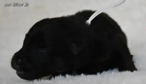 Eurasier  Chiot 4 Des Legendes De Retz