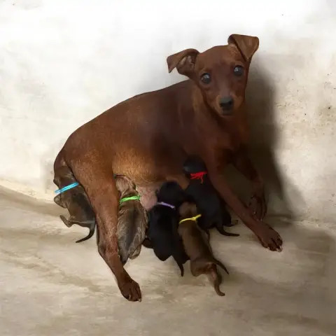 Pinscher Nain  Chiot N°1 Collier Vert Du Hameau Des N 4e07f