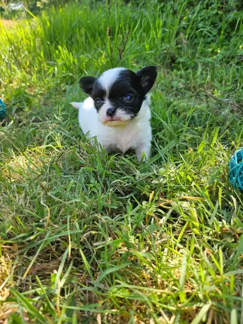 Chihuahua  Bingo Du Hameau De Selcra