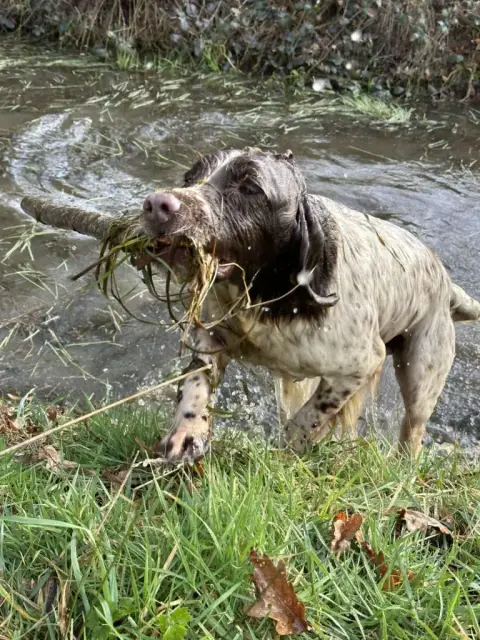 English Springer Spaniel  B Brush Master photo 3