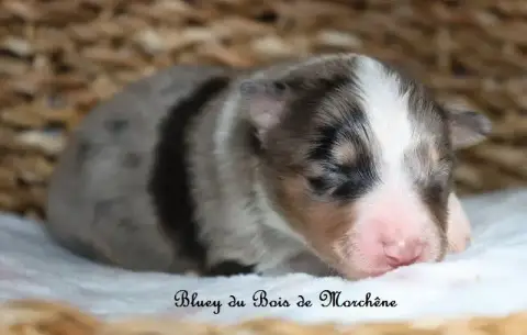 Shetland Sheepdog  Bluey Du Bois De Morchène