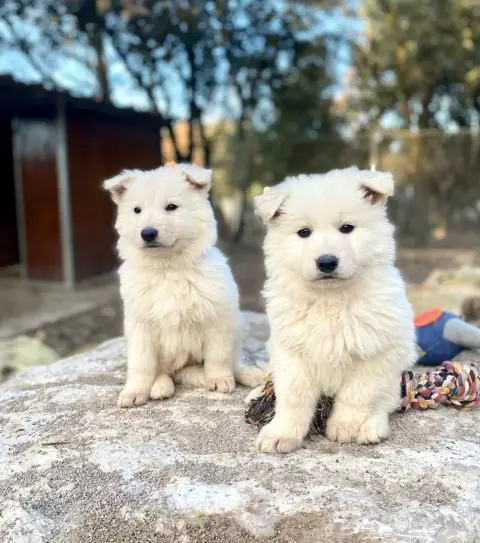 Berger Blanc Suisse