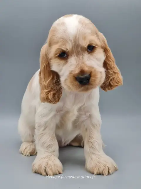 Cocker Spaniel Anglais  Baya Du Mont De La Chenaie photo 2