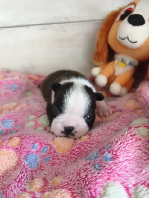 Boston Terrier  Chiot N°2