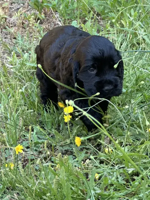 Cocker Spaniel Anglais  Chiot N°4 De Sandie Landes