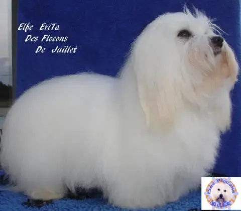 Coton De Tulear  Bali Des Flocons De Juillet photo 3