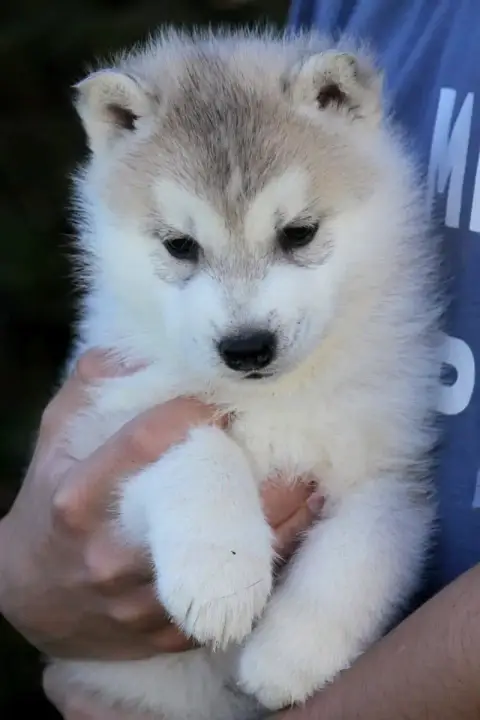 Siberian Husky photo 3