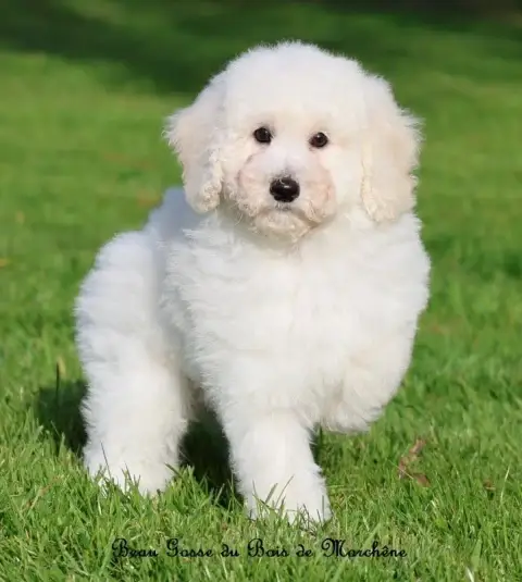 Caniche  Beau Gosse Du Bois De Morchène photo 3