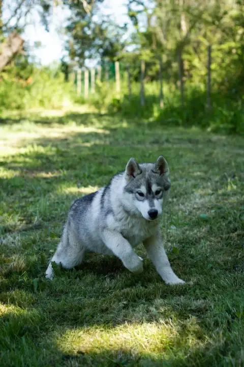 Siberian Husky  Arcane Du Royaume De L'Etoile Bleue a1c57 photo 3