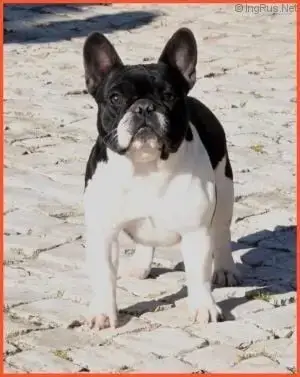 Bouledogue Français  Bowie Du Val De Capsil photo 3