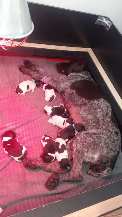 Chien D'Arrêt Allemand À Poil Dur  Chiot N°2 Du Plate ff22a