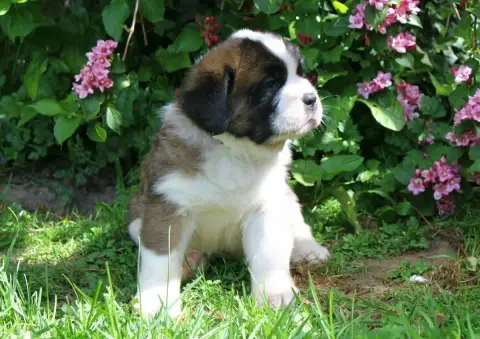 Chien Du Saint- photo 2