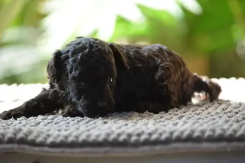 Caniche  Brunelle Of Aveburry Queen photo 2