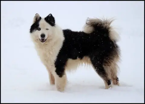 Laika De Iakoutie  Chiot N°3 L'Eden Des Shokou photo 2