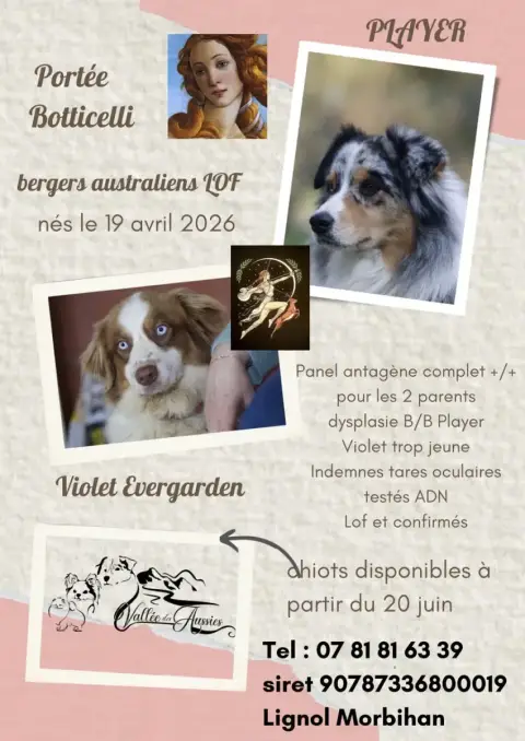 Berger Australien  Botticelli Apollon De La Vallée De d4c96