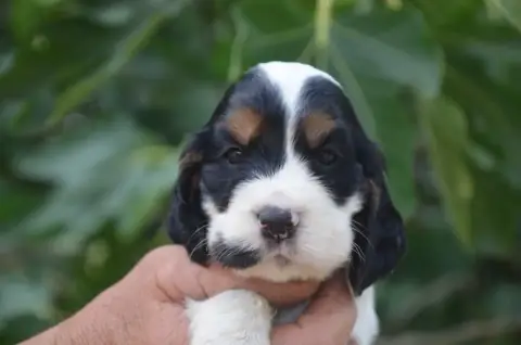 Cocker Spaniel Anglais  Chiot N°1 De La Foret Des Rev 3881c