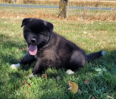 Akita Americain  Bully Des Marais De Courmont
