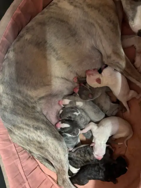 Whippet  Bianca Du Cèdre Enchanté