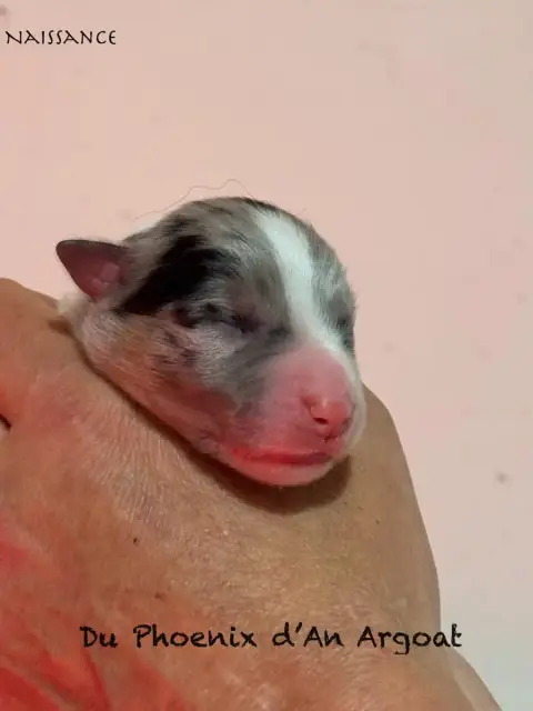 Berger Australien  Chiot 4 Du Phoenix D'An Argoat photo 2