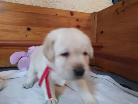 Labrador Retriever