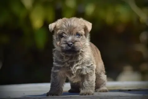 Cairn Terrier  Chiot N°6 De La Vallée Caid