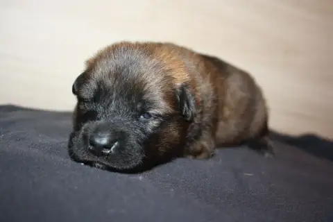 Eurasier  Collier Jaune Des Oursons De La Fee photo 3